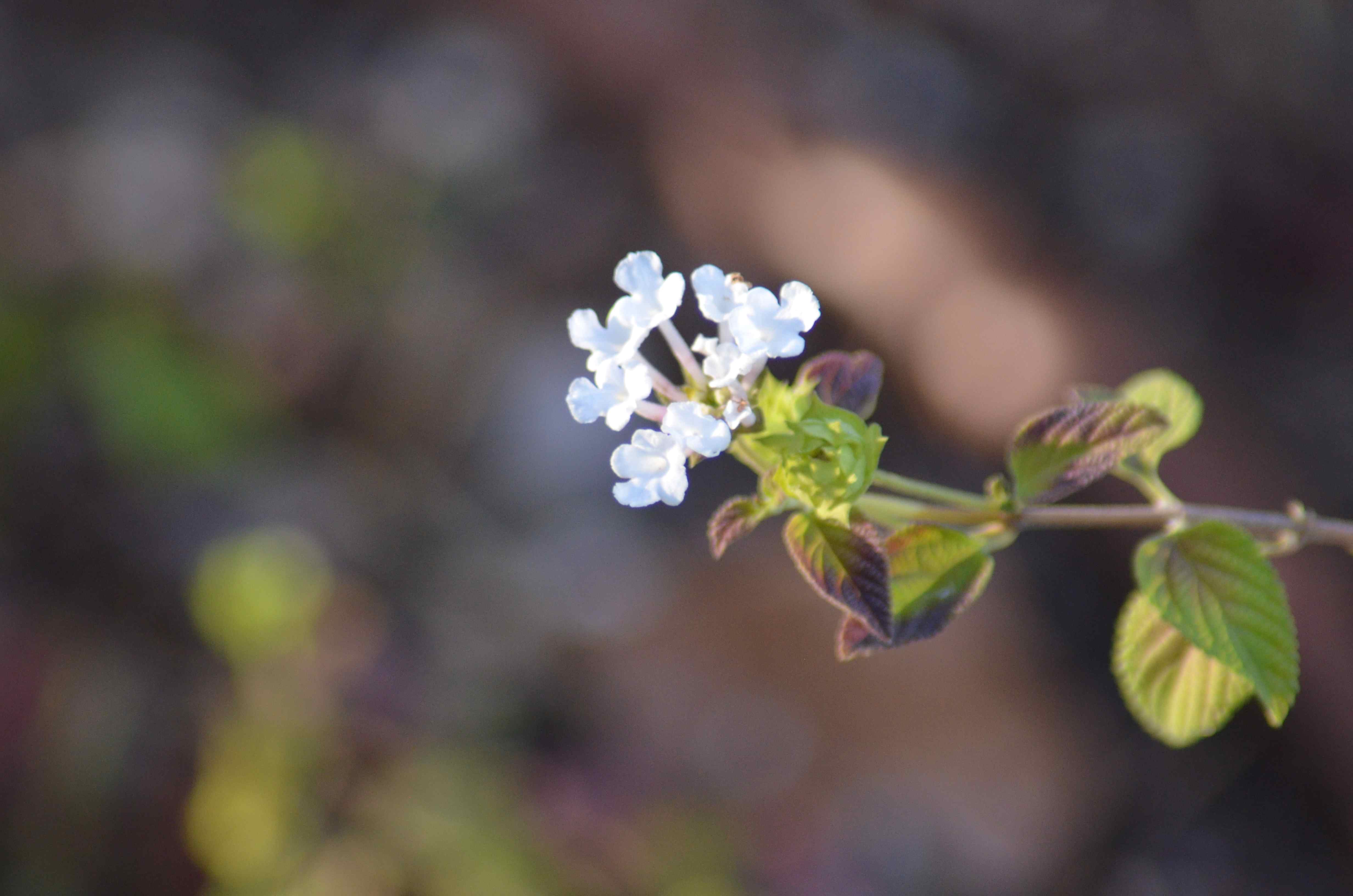 No s'ha trobat l'arxiu